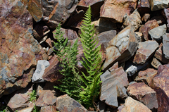 Dryopteris mindshelkensis