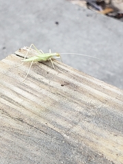 Oecanthus