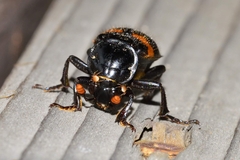 Nicrophorus orbicollis