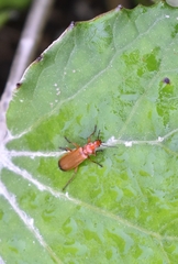 Rhagonycha fulva