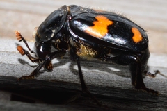Nicrophorus orbicollis