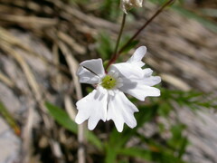 Heliosperma alpestre
