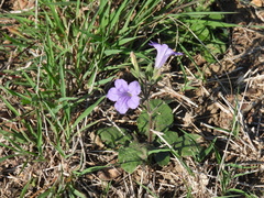Ruellia corzoi