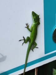 Anolis carolinensis