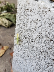 Oecanthus