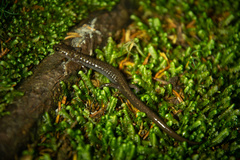 Plethodon nettingi
