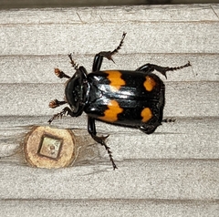 Nicrophorus orbicollis
