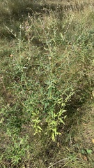 Lithospermum officinale
