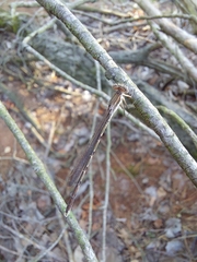 Sympecma fusca