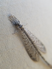 Brachynemurus