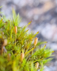 Racomitrium
