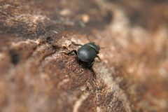 Dorcus parallelipipedus