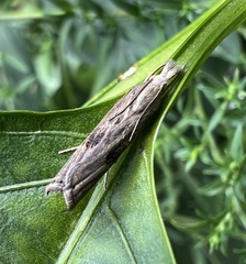 Parapediasia teterrellus