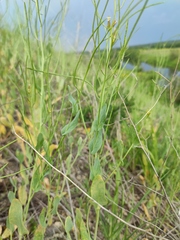 Arabis recta