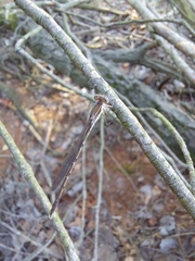 Sympecma fusca