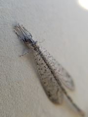 Brachynemurus