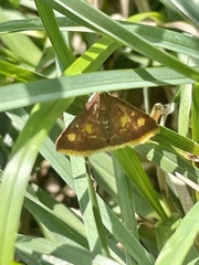 Pyrausta acrionalis