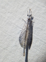 Brachynemurus