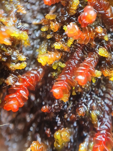 Marsupella emarginata