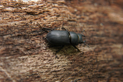 Dorcus parallelipipedus