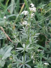 Galium mollugo