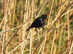 Chrysomus ruficapillus