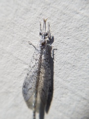 Brachynemurus
