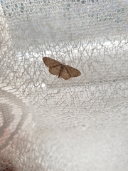 Idaea seriata