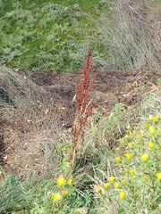 Rumex conglomeratus