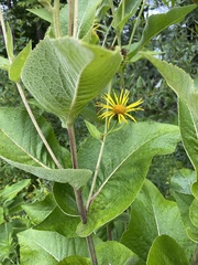 Inula helenium