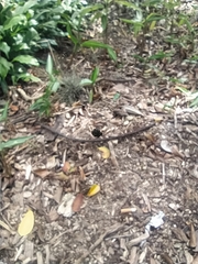 Gasteracantha cancriformis