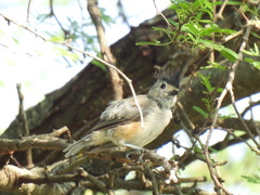 Baeolophus atricristatus