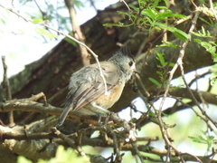 Baeolophus atricristatus
