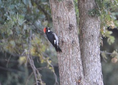 Melanerpes formicivorus