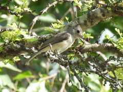Baeolophus atricristatus