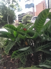 Gasteracantha cancriformis
