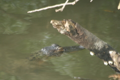 Alligator mississippiensis