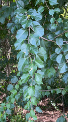 Celastrus orbiculatus