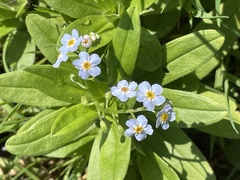 Myosotis scorpioides