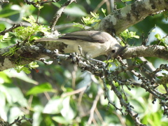 Baeolophus atricristatus