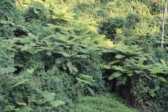 Cyathea manniana