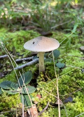 Validae