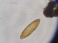 Bacillariophyceae