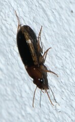 Stenolophini