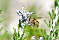 Helophilus latifrons