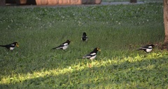 Pica nuttalli