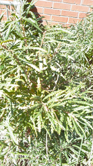 Comptonia peregrina