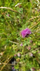 Centaurea nigra