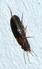 Stenolophini