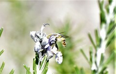 Helophilus latifrons